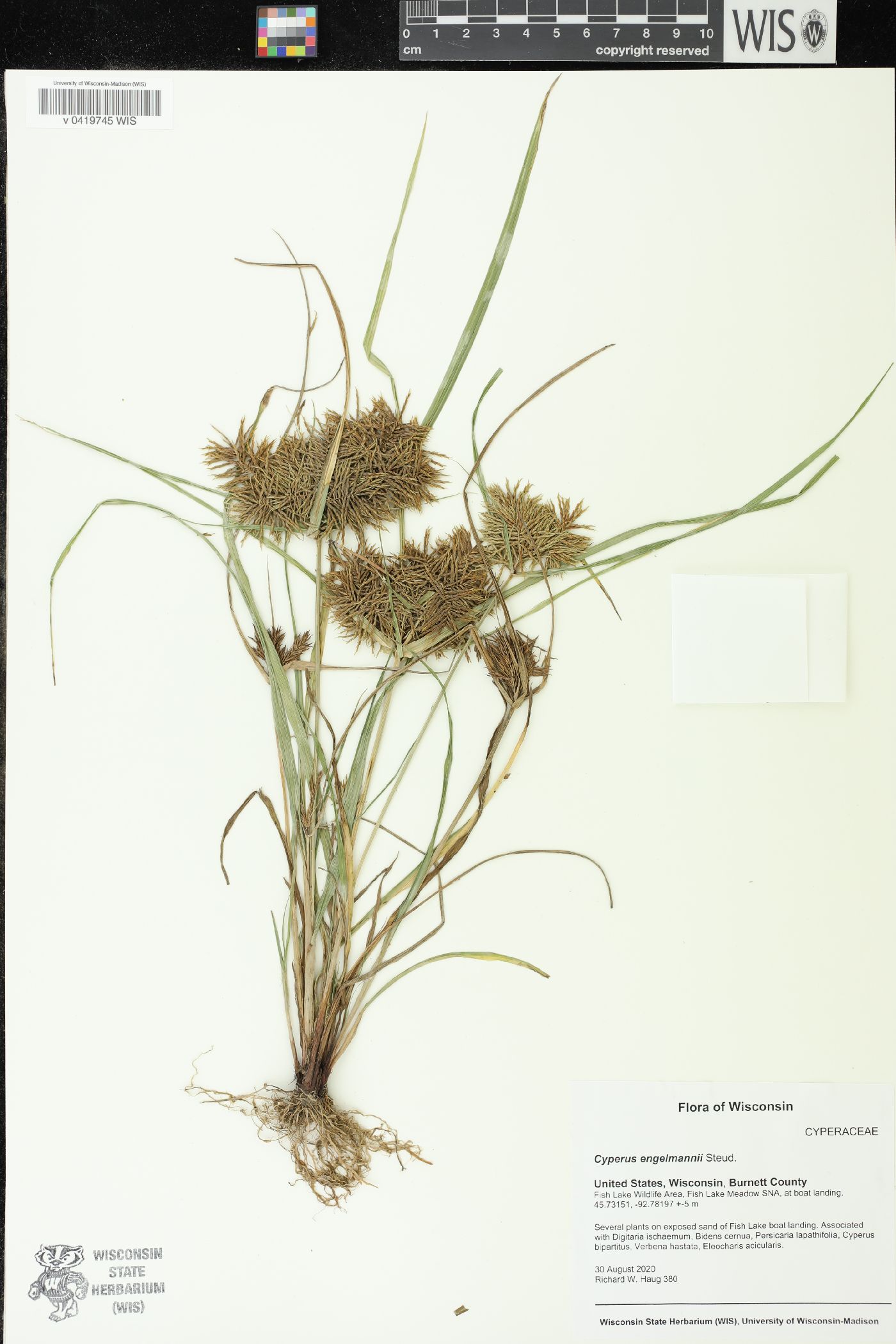 Cyperus odoratus image