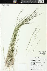 Aristida basiramea image