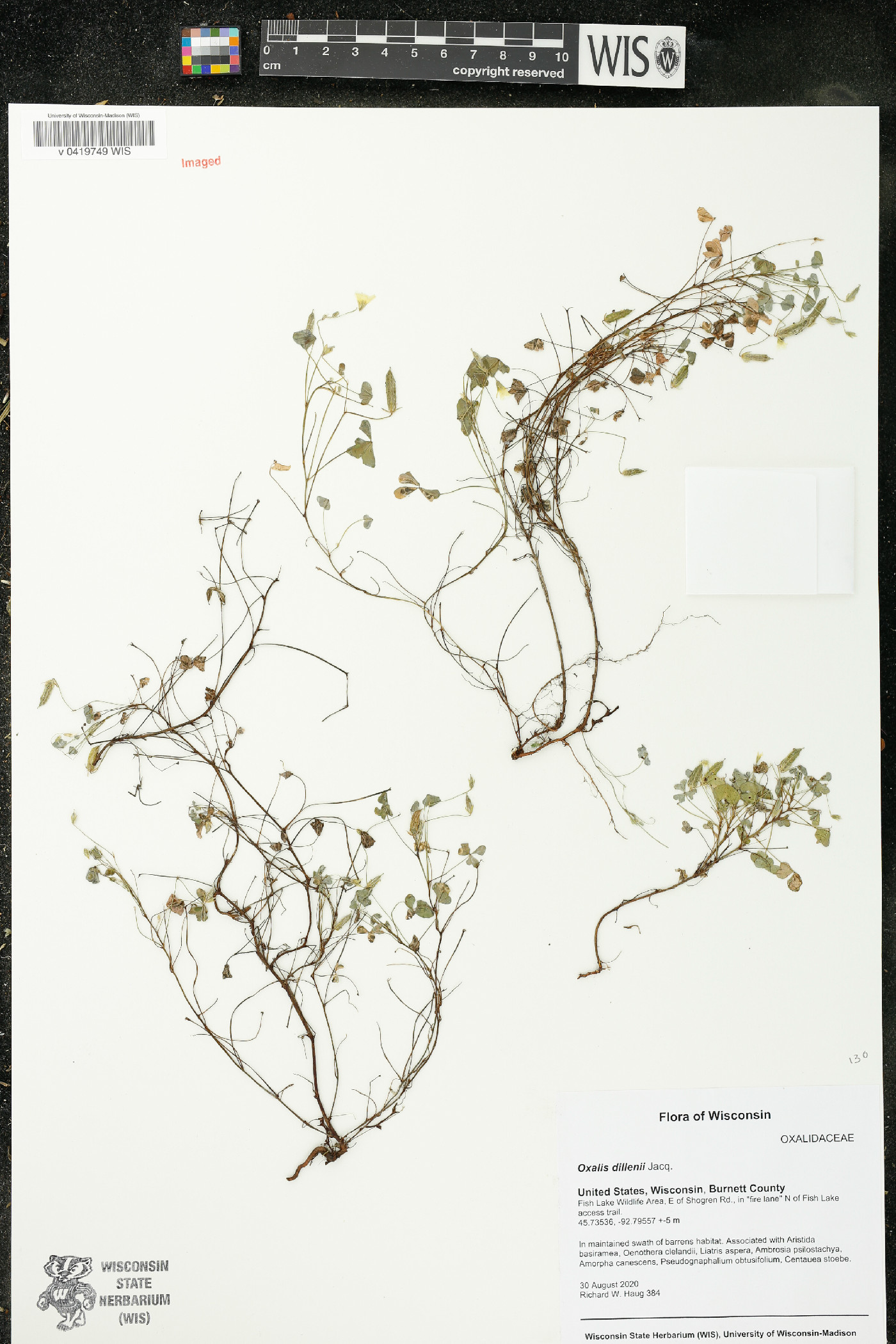 Oxalis dillenii image
