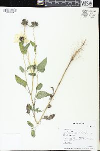 Helianthus petiolaris image