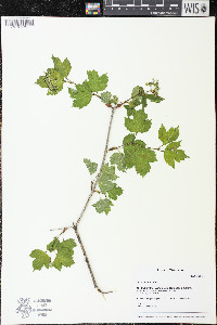 Viburnum opulus image