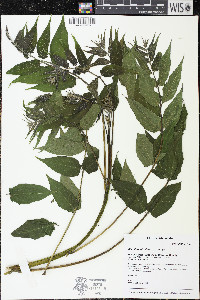 Ailanthus altissima image