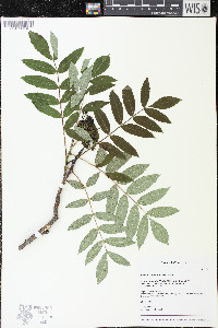 Sorbus americana image