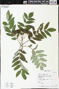Sorbus americana image