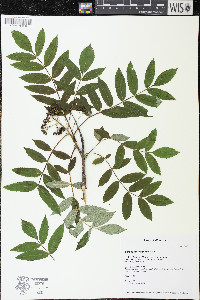 Sorbus americana image