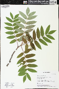 Sorbus americana image