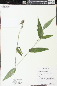 Dichanthelium latifolium image