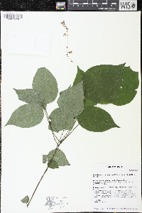 Hylodesmum glutinosum image