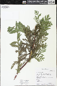 Tanacetum vulgare image