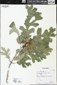 Quercus × bebbiana image