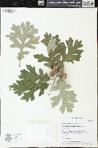 Quercus × bebbiana image