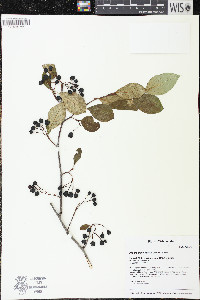 Aronia melanocarpa image