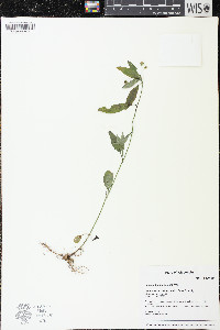 Lysimachia lanceolata image