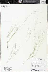 Aristida oligantha image