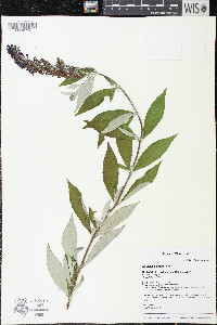 Buddleja davidii image