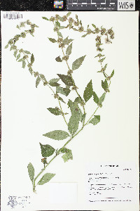 Mentha x gracilis image