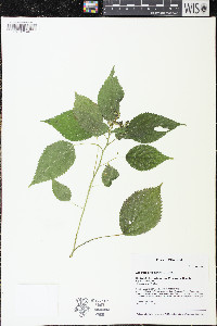 Laportea canadensis image