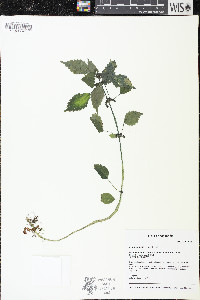 Pilea fontana image