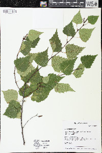 Betula pendula image