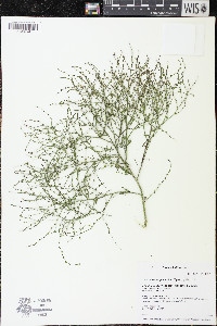 Cycloloma atriplicifolium image