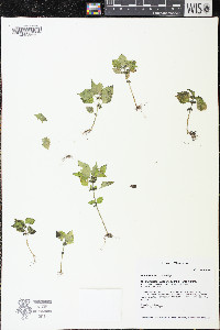 Pilea fontana image