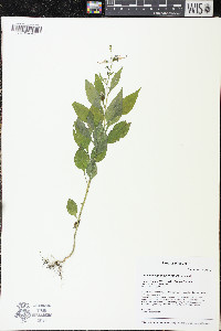 Campanulastrum americanum image