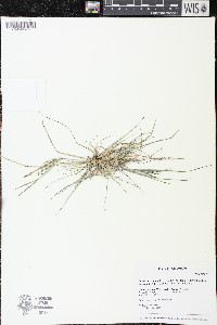Diplachne fusca subsp. fascicularis image