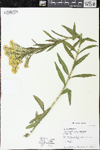 Solidago sempervirens image