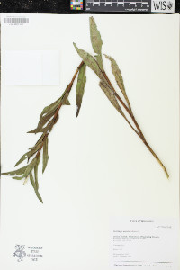 Solidago sempervirens image
