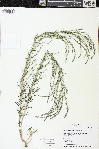 Suaeda calceoliformis image