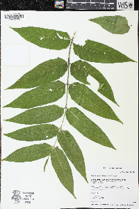 Ailanthus altissima image