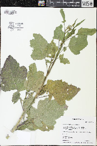 Brassica nigra image