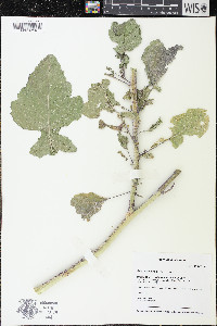 Brassica nigra image