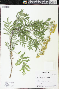 Tanacetum vulgare image