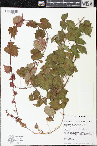 Parthenocissus tricuspidata image