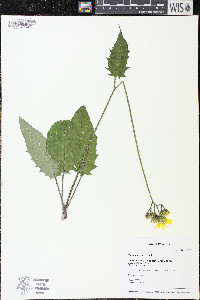 Hieracium murorum image