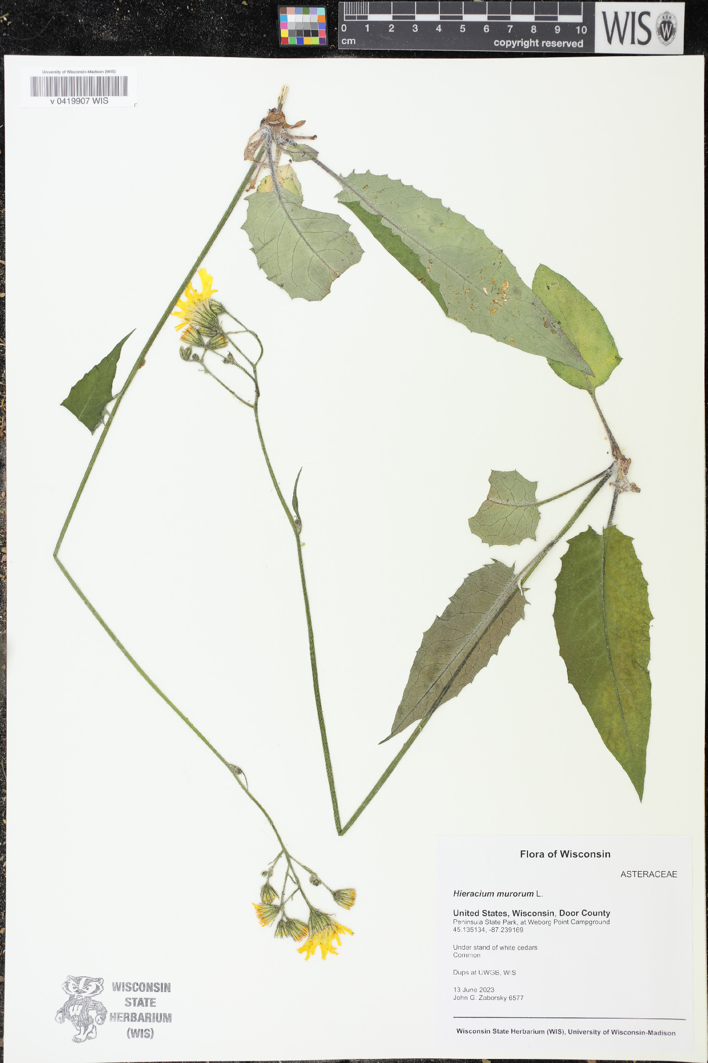 Hieracium murorum image
