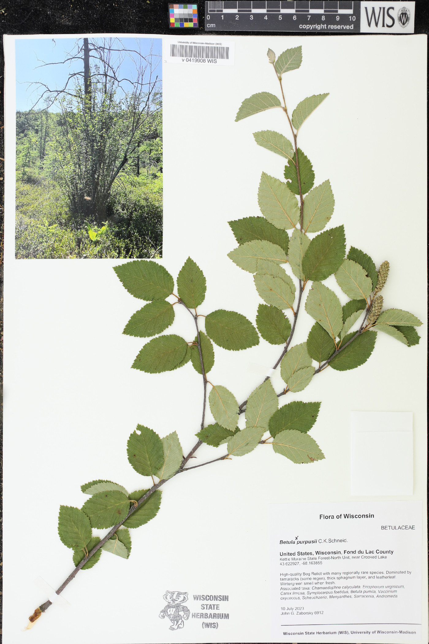 Betula × purpusii image