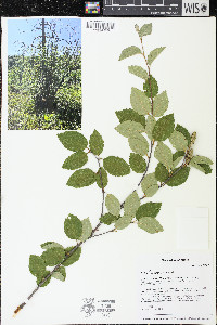 Betula × purpusii image