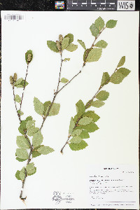 Betula x sandbergii image