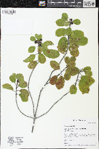 Frangula alnus image