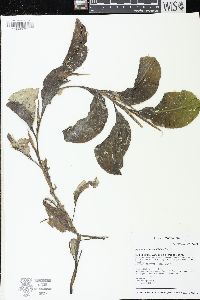 Potamogeton amplifolius image