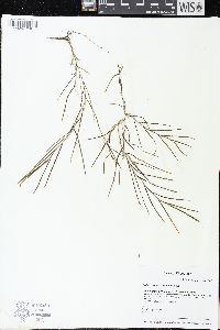Potamogeton robbinsii image