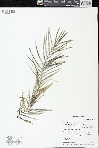 Potamogeton robbinsii image