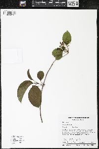 Viburnum lentago image