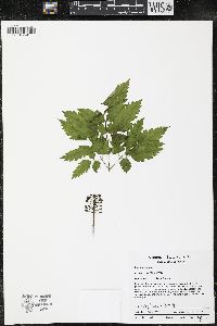 Actaea rubra image