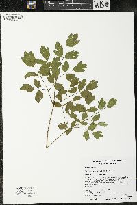 Thalictrum dasycarpum image