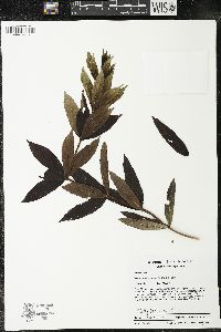 Veronicastrum virginicum image