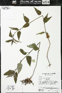Monarda fistulosa subsp. fistulosa image