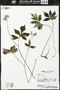 Hydrophyllum virginianum image